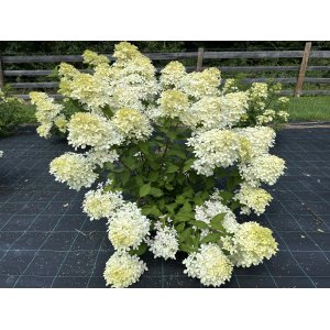 Hortenzia metlinatá (Hydrangea paniculata) ´SILVER DOLLAR´ - výška 20-30 cm, kont. C2L